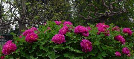 Peony er en almindelig haveplante. Det kræver ikke særlig pleje