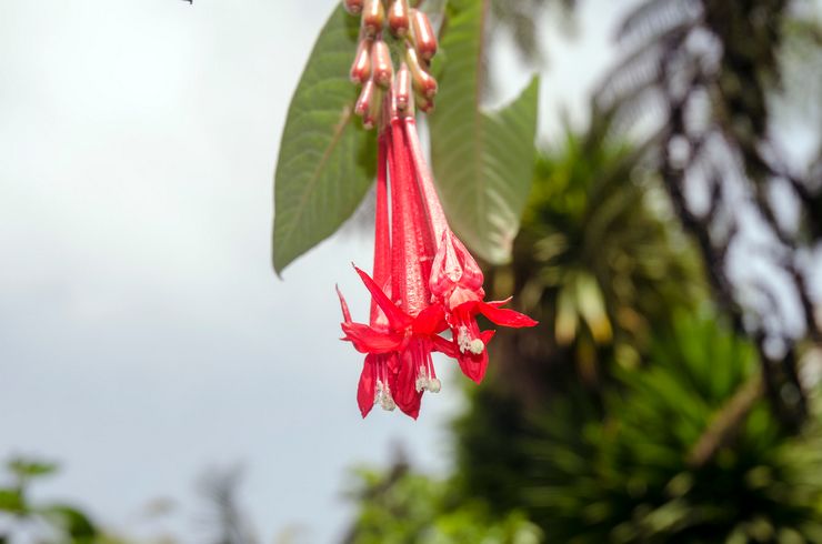 Fuchsia corymbose