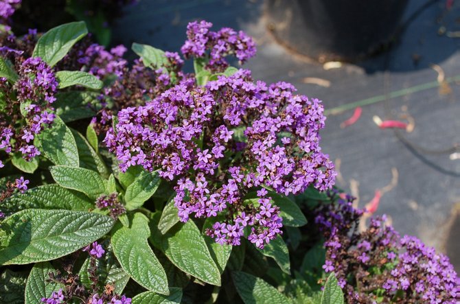 Itse nimi heliotrope käännetään kirjaimellisesti 