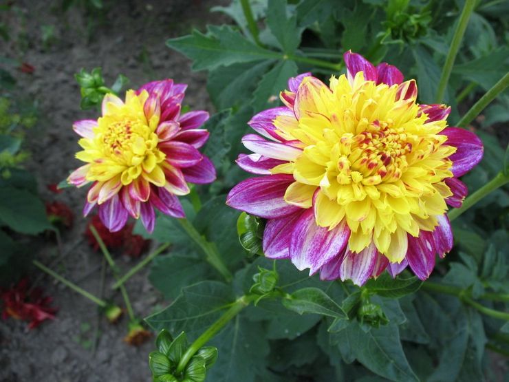 Dahlias sasanka