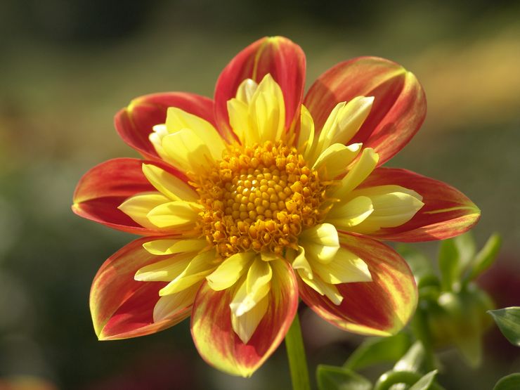 Collaur dahlias