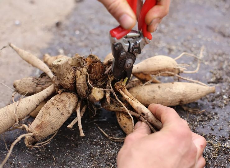 مجموعة درنات الداليا