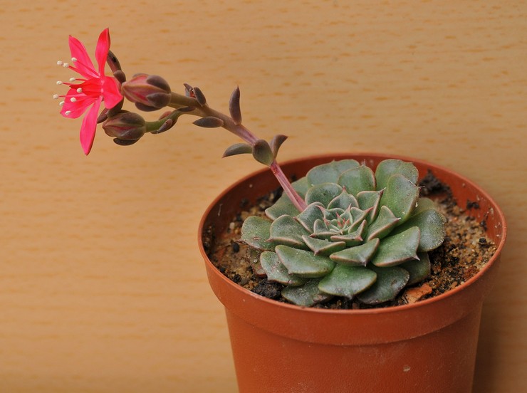 رعاية graptopetalum في المنزل