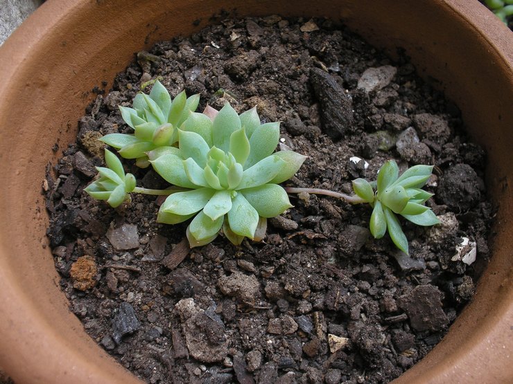 التربة ل graptopetalum