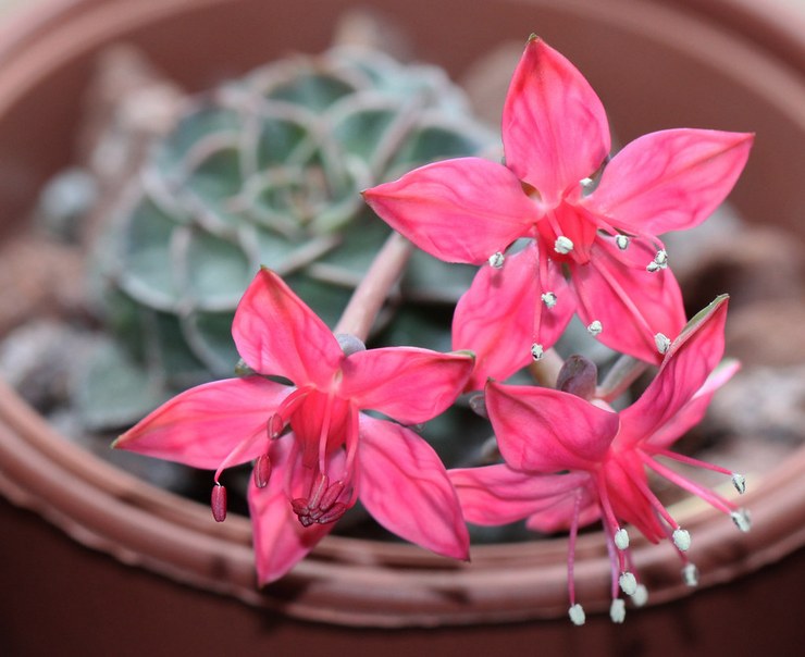 Graptopetalum جميلة