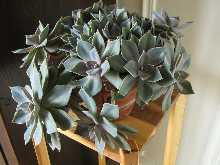 Graptopetalum باراغواي