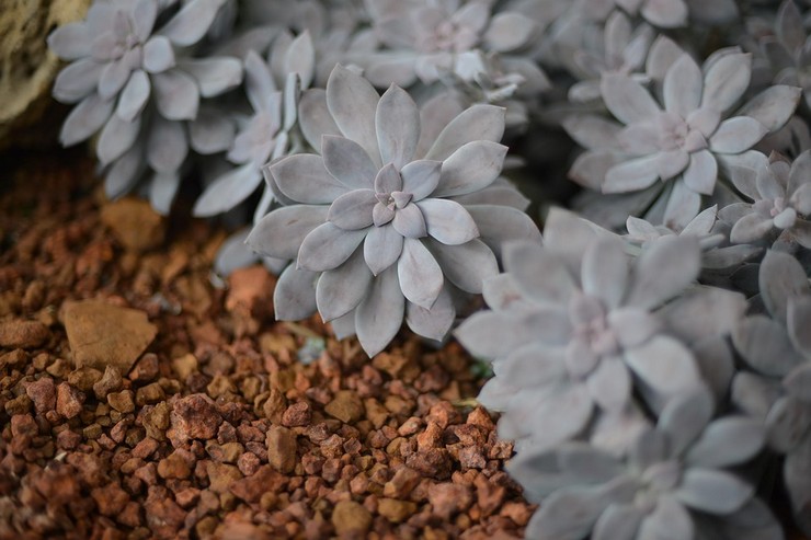 Graptopetalum خمس سلاسل