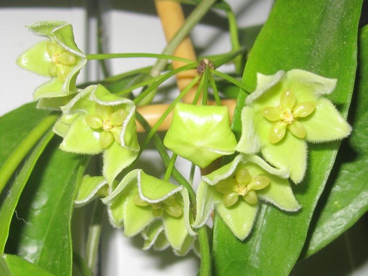 Hoya grøn