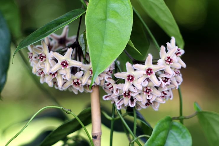 Περιγραφή Hoya