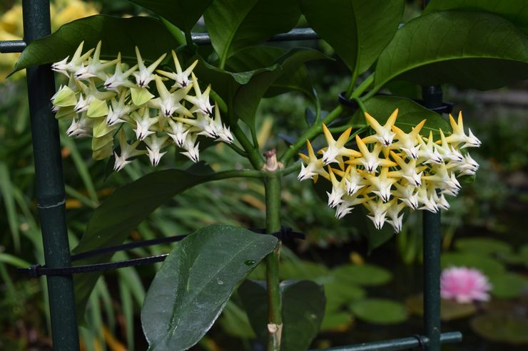 Hoya multiflora eller flerblomstret