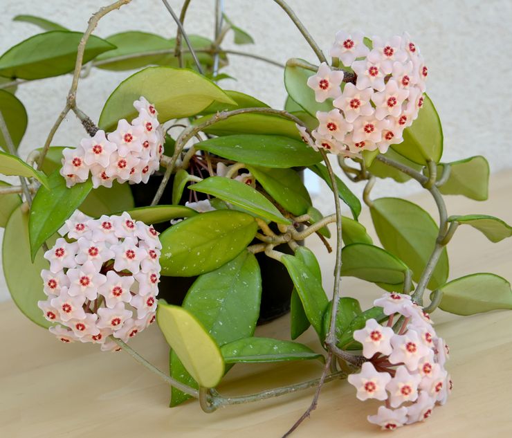 Hoya vokser