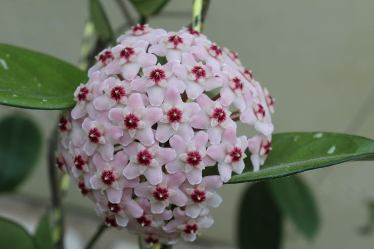 Hoya άνθισε