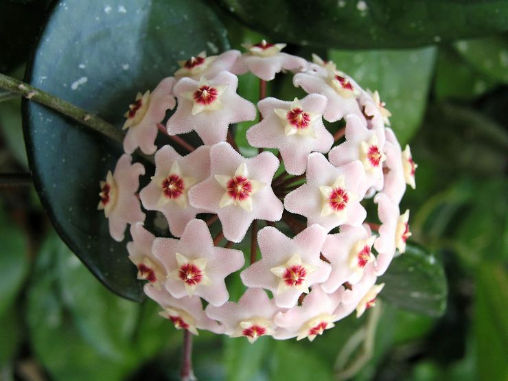 Hoya plante