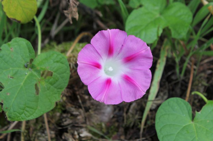 Morning glory tricolor