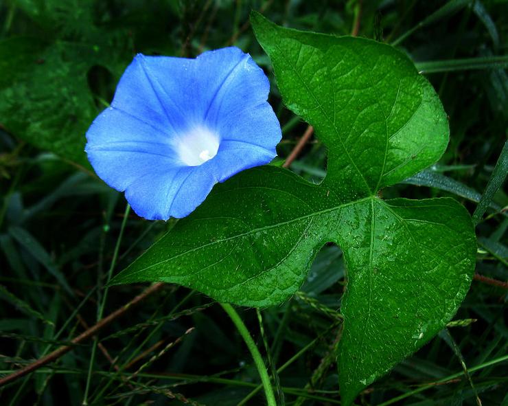 Ipomoea vedbend