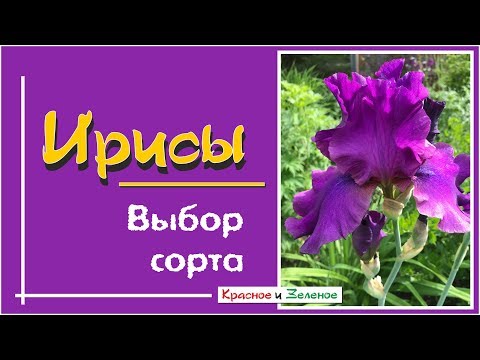 IRISES. Ako si vybrať najlepšiu odrodu pre svoju záhradu?