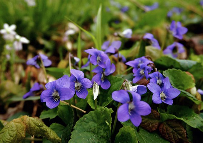 Sådan vælger du en sund plante