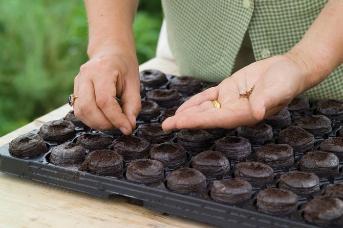 Frøforberedelse til plantning af frøplanter og såning