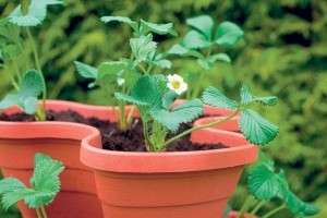 Efter plantning af frøplanter af remontant jordbær er det vigtigt at sikre ordentlig pleje af dem. Det er vigtigt at skære busken rettidigt, så planten vokser godt og hurtigt. Så snart busken når en højde på 10 cm, har du brug for det