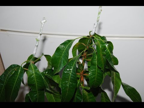 Dyrkning af mangoplanter ved podning. // MANGO GRAFTING