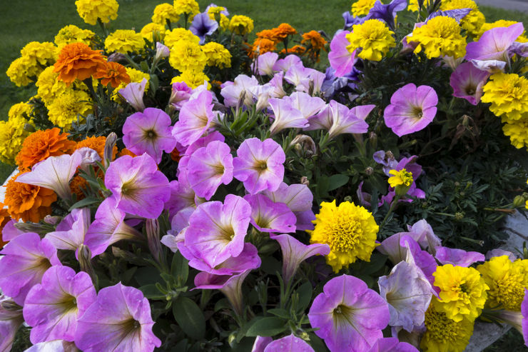 Flerårige haveblomster blomstrer hele sommeren. Beskrivelse, typer. Foto