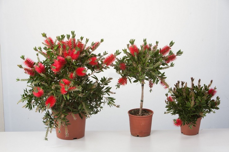 Hjemmepleje til callistemon