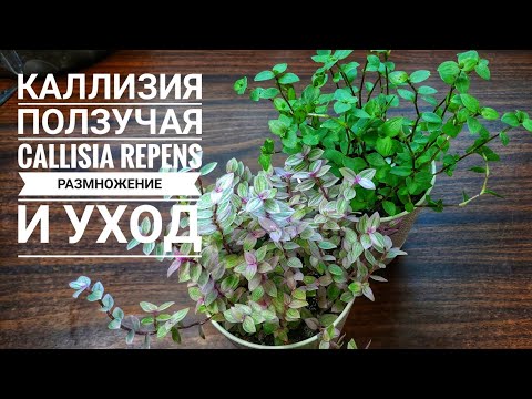 Callisia creeping -Callisia repens. Πολλαπλασιασμός με μοσχεύματα // Λουλούδια εσωτερικού χώρου