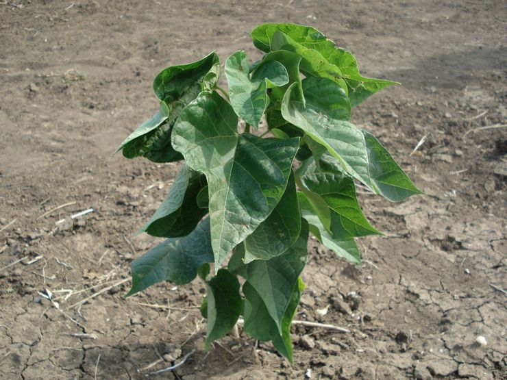 Plantning af catalpa i åbent terræn