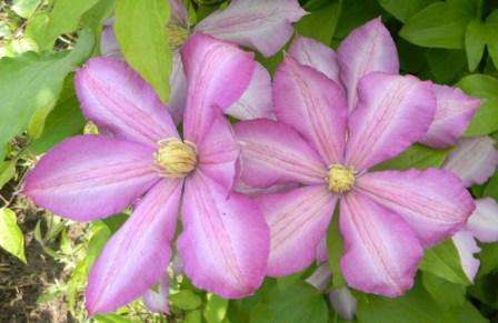 Clematis Jacqueman