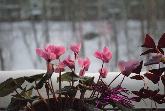 Starostlivosť o izbové rastliny v zime