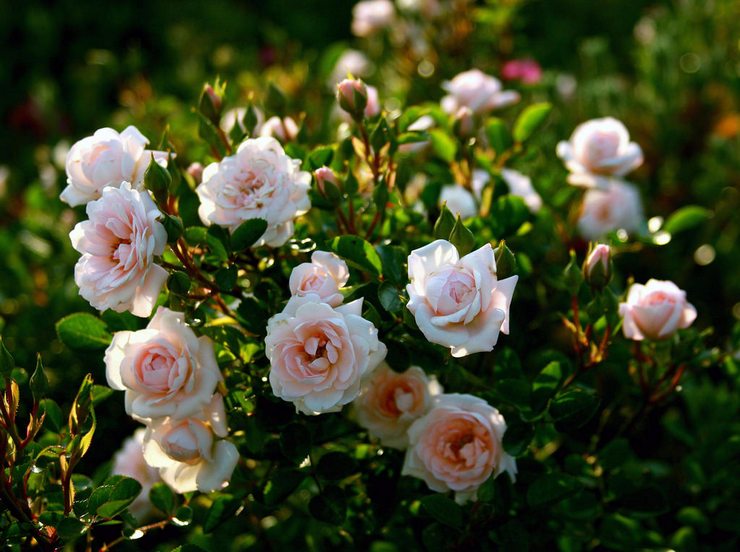 شجيرة الورود: زراعة ورعاية في الحقول المفتوحة ، تنمو في الحديقة