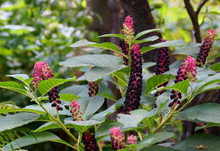 lakonos (phytolacca)