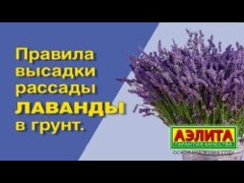Regler for plantning af LAVENDER i åbent terræn. Lavendelmark