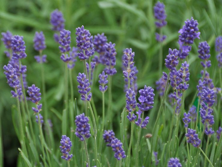 Lavendel plante