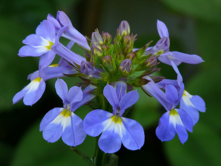 Lobelia stærk