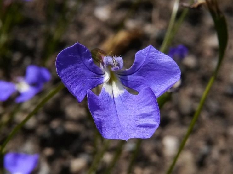 Lobelia er den tyndeste