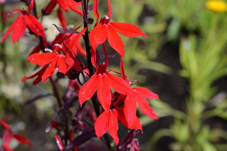 Lobelia smuk