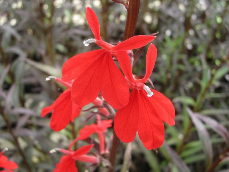 Lobelia genial