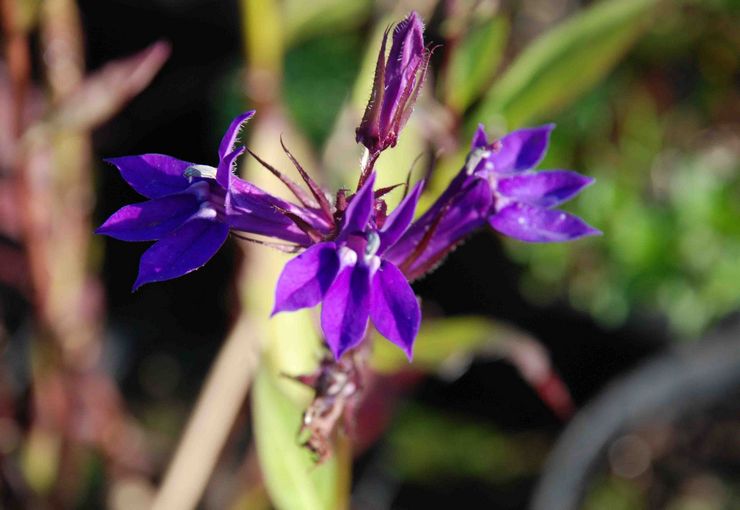 Lobelia Gerardi