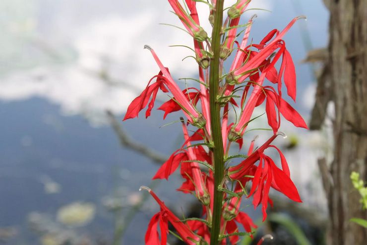 Lobelia lilla