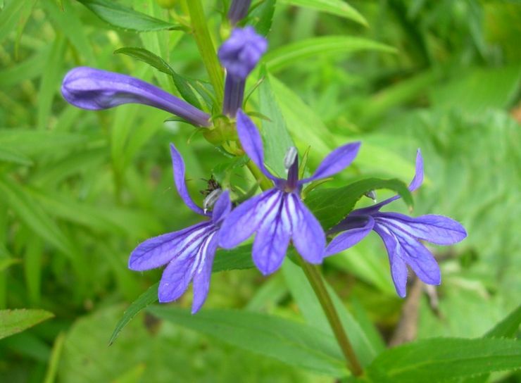 Lobelia siddende