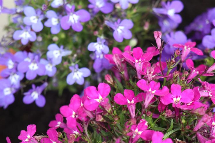 Beskrivelse af lobelia