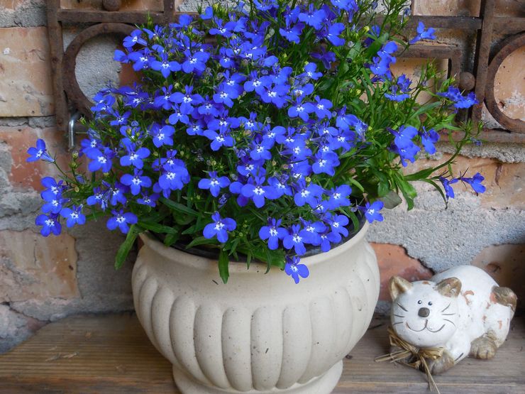 Lobelia i landskabsdesign