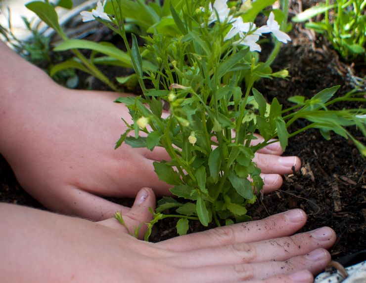 Plantning af lobelia udendørs