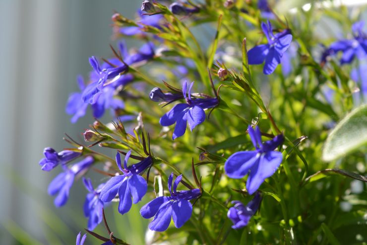 Lobelia plante