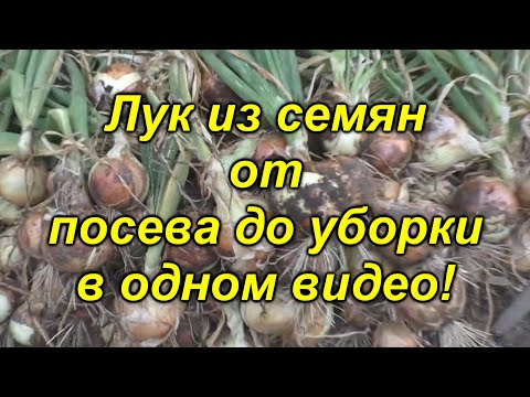 البصل من البذور - في فيديو واحد من البذر إلى الحصاد! شاهد الفيديو وزرع البصل بنفسك!
