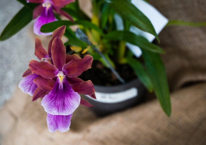 Miltonia pleje derhjemme