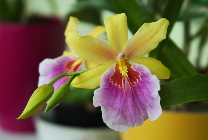 Miltonia - hjemmepleje. Miltonia orkide dyrkning, transplantation og reproduktion. Beskrivelse, typer. Foto