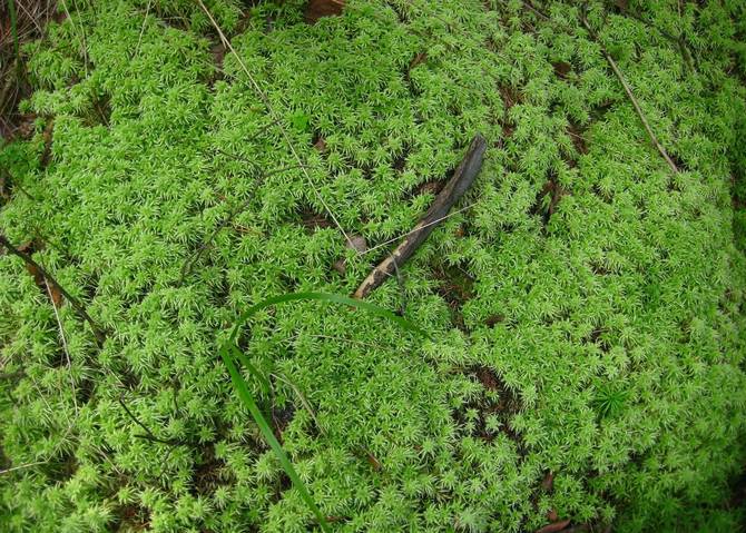 Βρύα Sphagnum. Ιδιότητες και χρήσεις στην κηπουρική