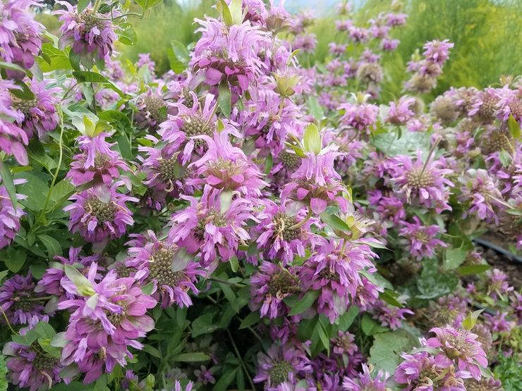 Monarda hybrid Lambada